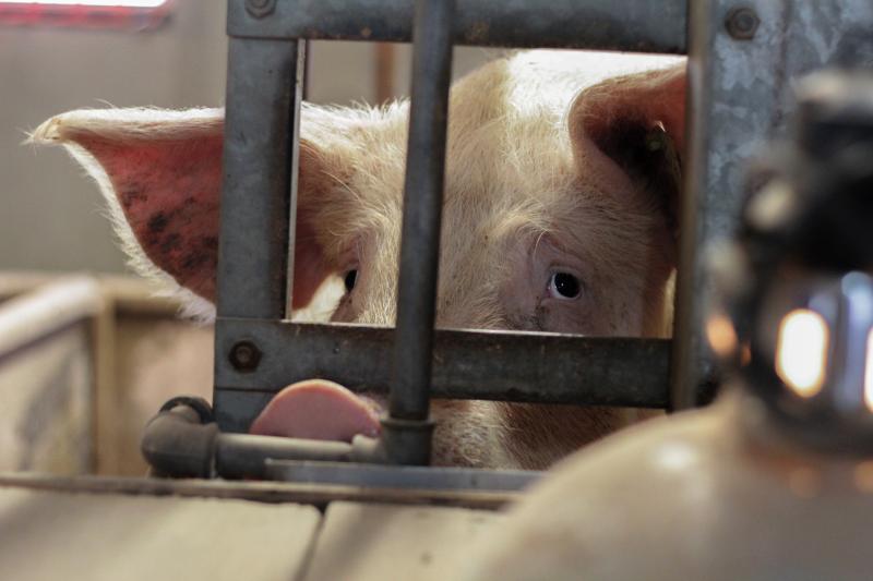 A closeup of a pig in a factory farm looking from behind the crate bars.
