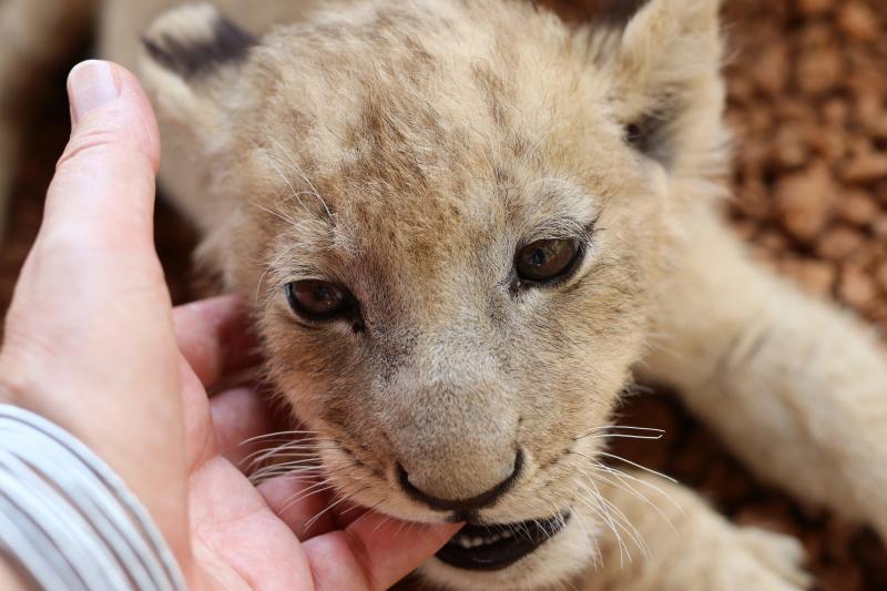 Lion cub