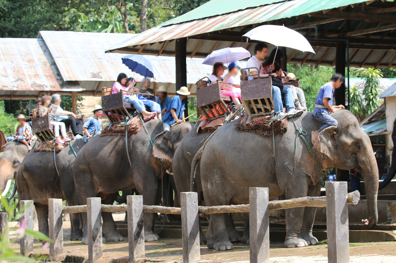 Elephants set off with tourists for a ride in Thailand