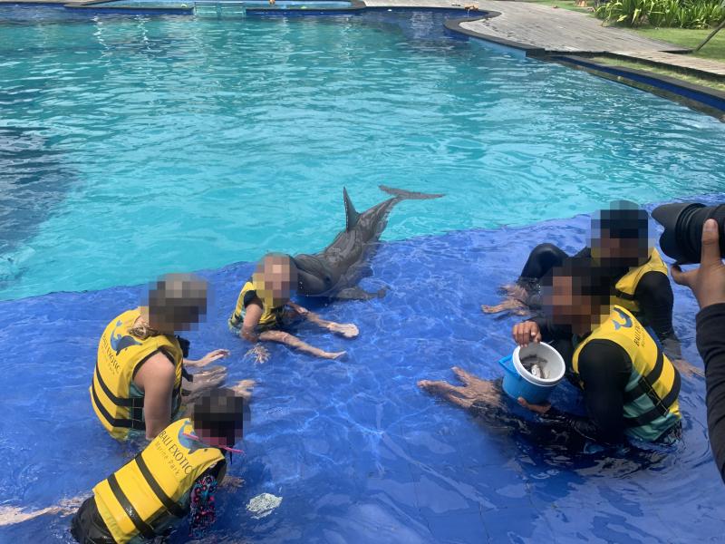 Captive dolphin at a venue with visitors interacting