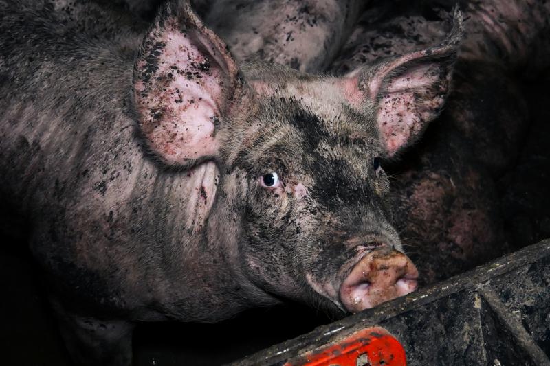 Pig at a factory farm