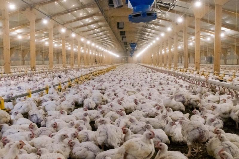 Chicken barn on a factory with thousands of birds trapped in cramped and cruel conditions