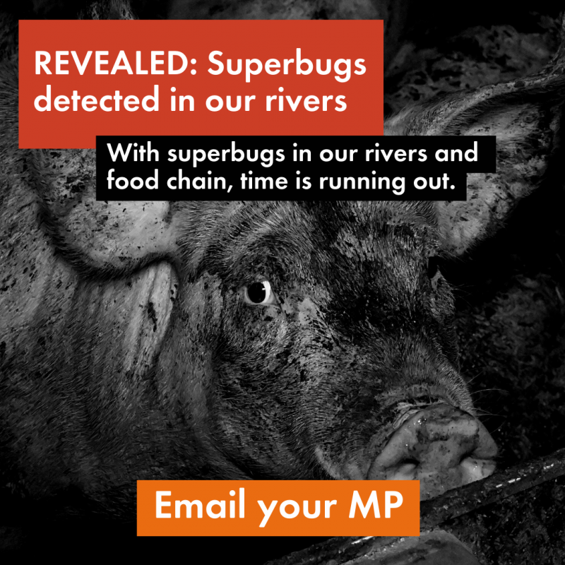 A closeup of a pig in a factory farm with text calling for supporters to email their MP.