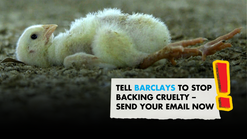 A banner featuring a poorly chick reading 'Tell Barclays to stop backing cruelty – send your email'