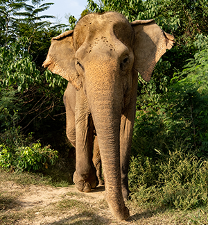 A photo of an Indian elephant stepping out from a clearing in some trees. The elephant has a distinctive pattern on its head
