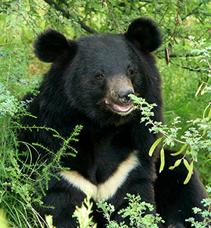 A photo of a black bear with a distinctive white V shape across its chest