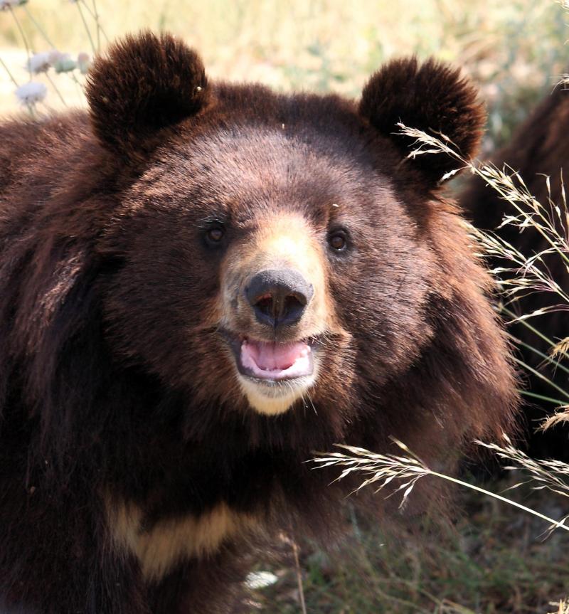 An photo of a smiling light brown bear