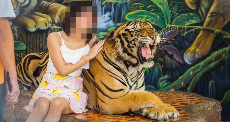 A tiger tided to a chain, next to a person having their photo taken.