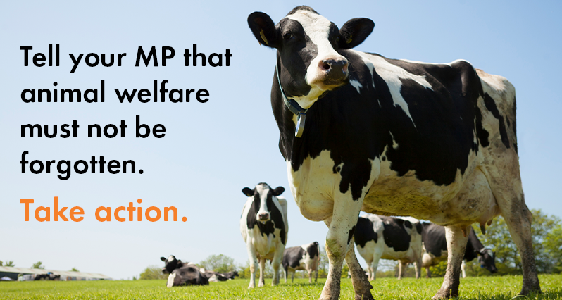A cow stood in a bright green field, next to the text 'Tell your MP that animal welfare must not be forgotten. Take action.'
