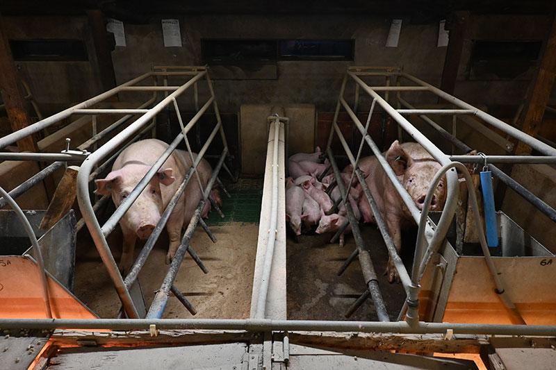 Pigs captured in farrowing crates with their piglets