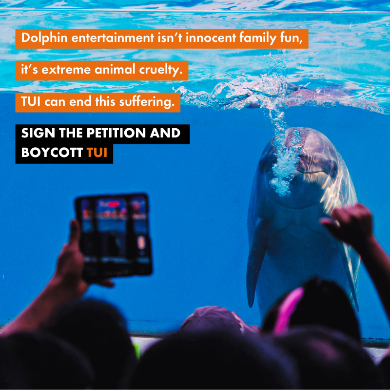 A dolphin swimming in a tank whilst people take photos and cheer at it. Alongside the text 'Dolphin entertainment isn’t innocent family fun, it’s extreme animal cruelty. TUI can end this suffering. Sign the petition and  boycott TUI'