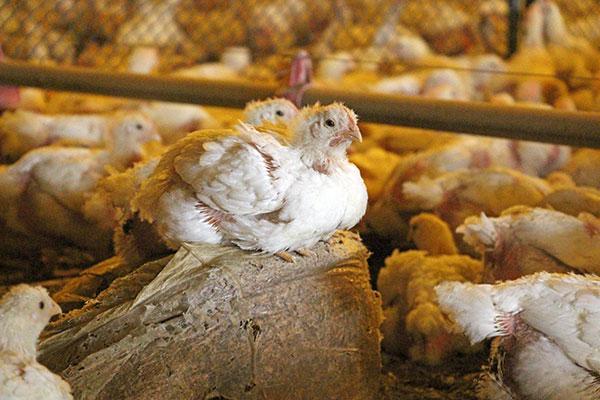Overcrowded factory farmed UK chickens sit on top of one another.