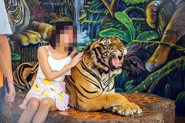 A tourist poses with a chained, captive tiger who has fallen victim to captive wildlife entertainment.