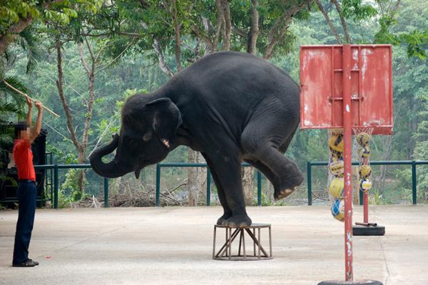 A captive Asian elephant is coerced to balance on its two front legs on a stool during a performance in Thailand.