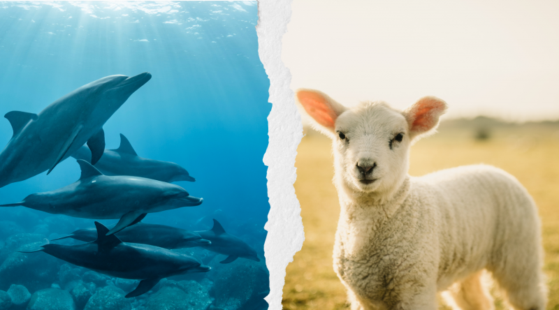 A collage image of a dolphin and a lamb