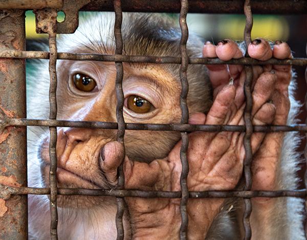 A monkey is victim of captive wildlife tourism, pictured behind the bars of its cage.