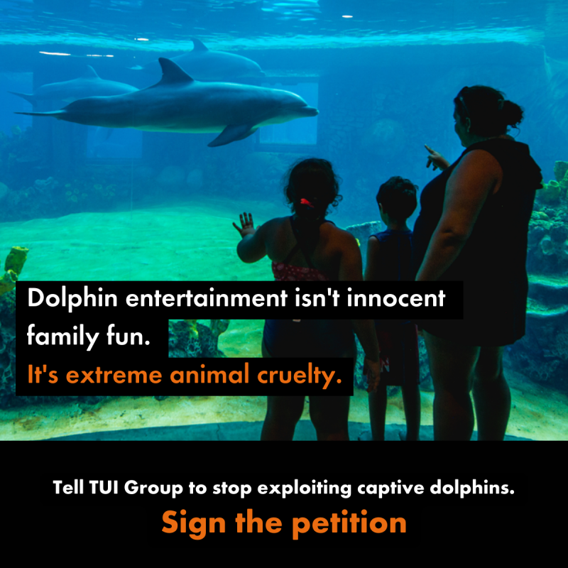 An image of a family looking at a dolphin in a tank. Next to text which says: Dolphin entertainment isn't  innocent family fu﻿n.  It's extreme animal cruelty. Tell TUI to stop. Sign the petition