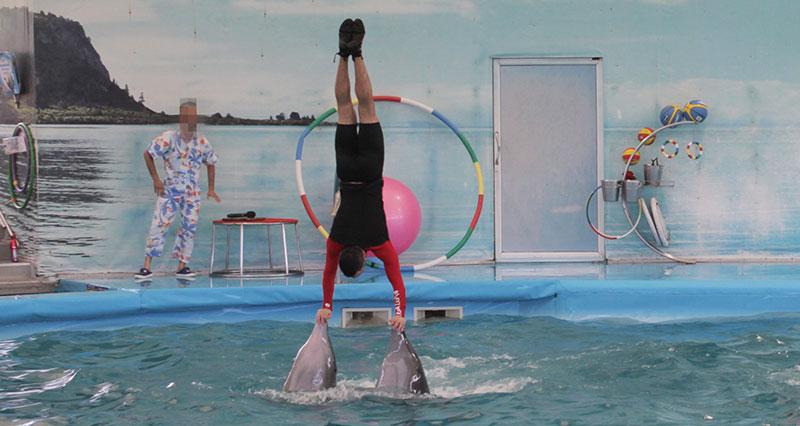 Two dolphins in the water, holding a trainer in the air