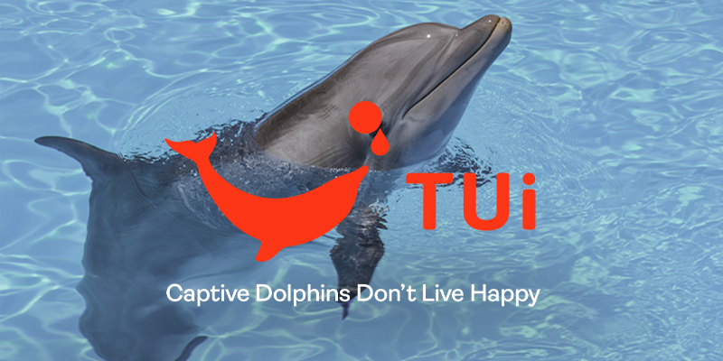 A dolphin in a pool. Overlayed text reads: Captive Dolphins Don't Live Happy