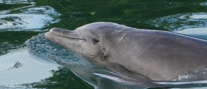 Dolphin with excessive rake marks at TUI venue